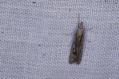 Phryganeutis cinerea