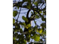 Cercopithecus neglectus