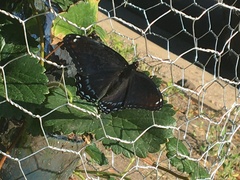 Limenitis arthemis