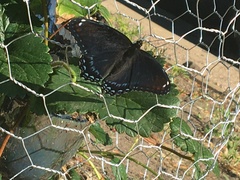 Limenitis arthemis
