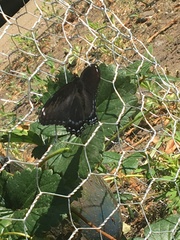 Limenitis arthemis