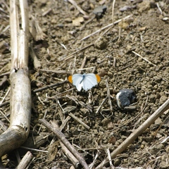 Colotis evanthe evanthe