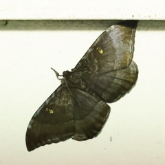 Cyclidia orciferaria