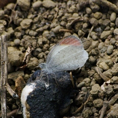 Colotis evanthe evanthe