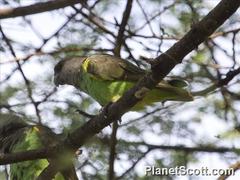 Poicephalus meyeri
