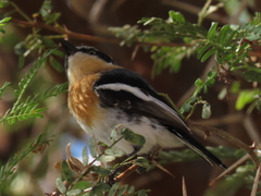 Batis pririt affinis