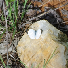 Colotis evanthe evanthe