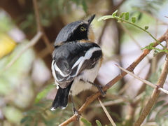 Batis pririt affinis