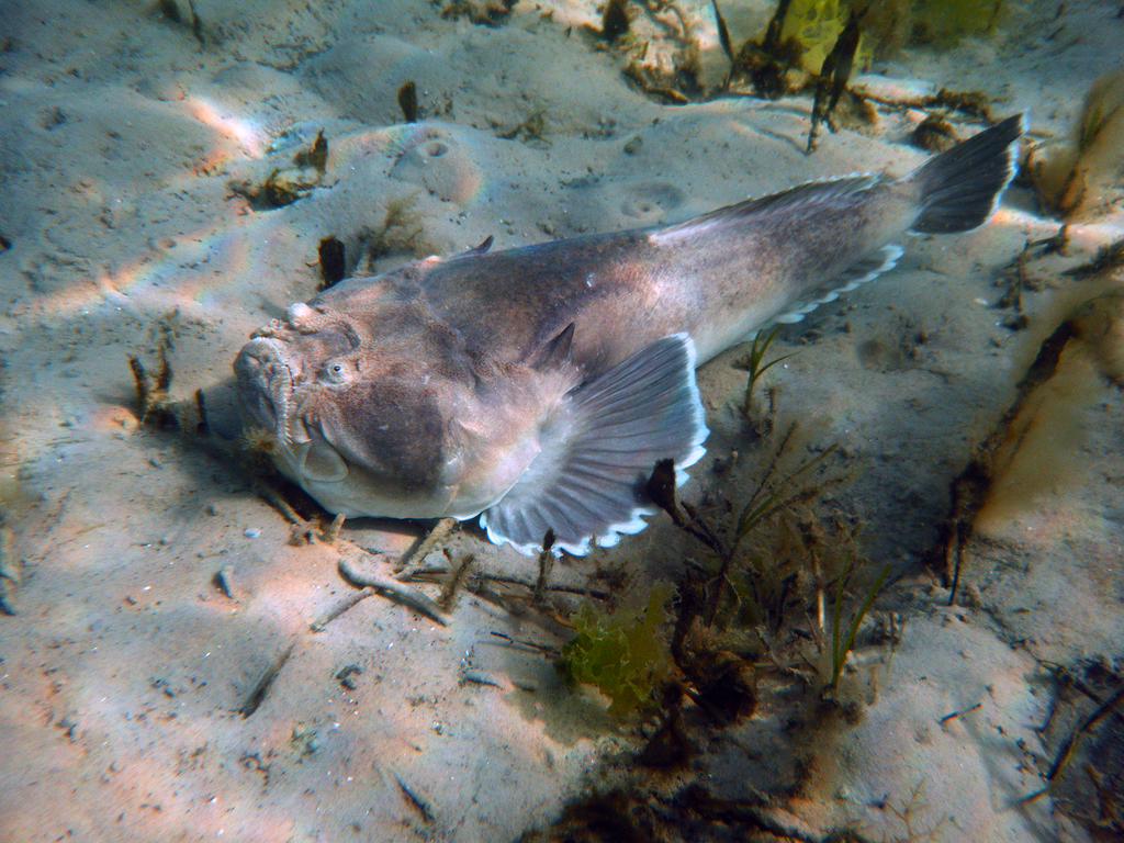 Banded stonelifter (Kathetostoma laeve) — Uranoscopidae