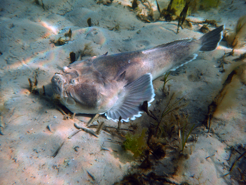 Banded stonelifter (Kathetostoma laeve) — Uranoscopidae