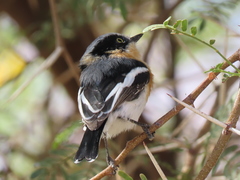 Batis pririt affinis