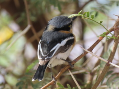 Batis pririt affinis