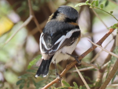 Batis pririt affinis