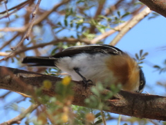 Batis pririt affinis