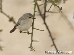Bradornis microrhynchus