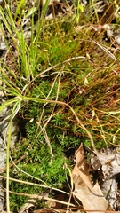 Polytrichastrum ohioense