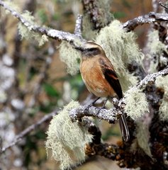 Ochthoeca fumicolor