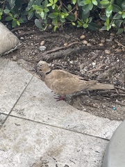 Streptopelia decaocto