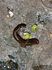 Haemopis sanguisuga