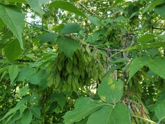 Acer negundo