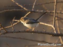 Prinia rufifrons
