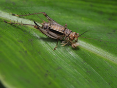 Svistella bifasciata
