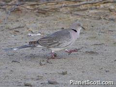 Streptopelia decipiens