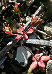 Androsace occidentalis