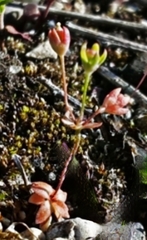 Androsace occidentalis