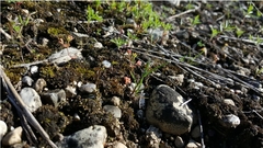 Androsace occidentalis