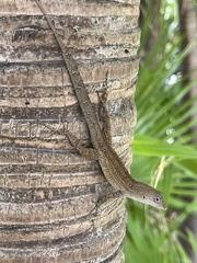 Anolis sagrei