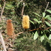 Banksia paludosa - Photo (c) Casliber，保留部份權利CC BY-SA