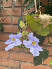 Thunbergia laurifolia