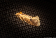 Azaleodes micronipha