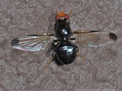 Pseudoseioptera albipes