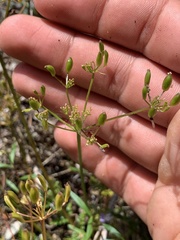 Lomatium hallii