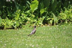 Turdus migratorius