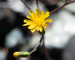Hieracium bolanderi