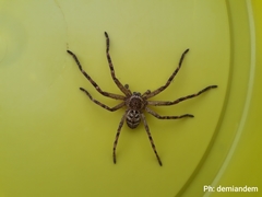 Polybetes rapidus