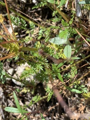 Lomatium hallii