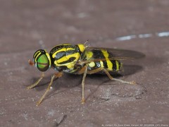 Oxycera variegata