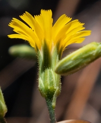 Hieracium bolanderi
