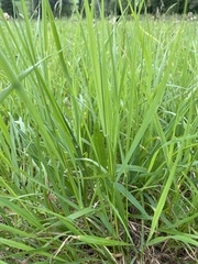 Arrhenatherum elatius bulbosum