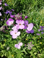 Hesperis pycnotricha