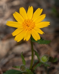 Arnica cernua