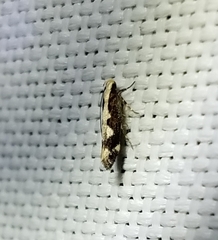 Agnippe prunifoliella