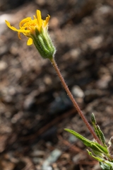 Arnica cernua