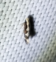 Agnippe prunifoliella