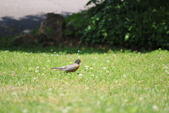 Turdus migratorius