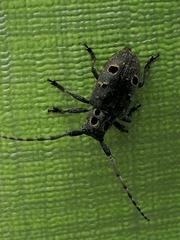 Mesosa curculionoides